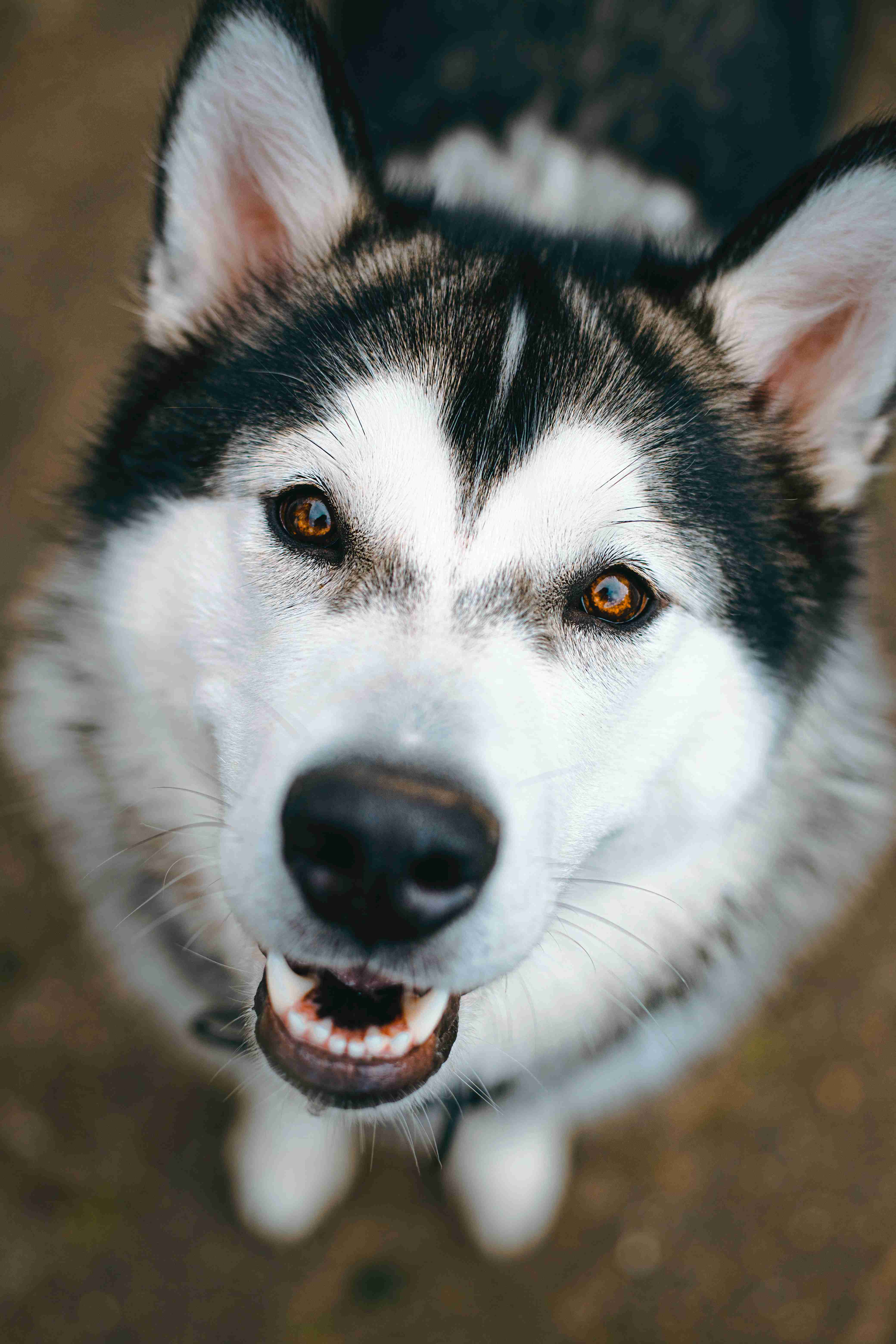 Top Tips for Traveling with Your Alaskan Malamute: A Guide to Stress-free Adventures